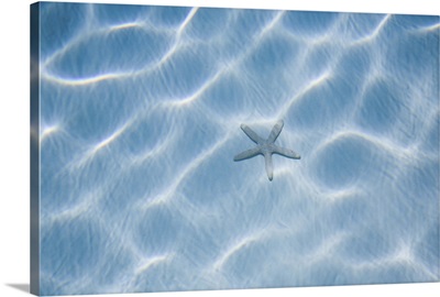 USA, Florida, Rippled blue water with starfish