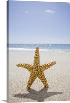 USA, Massachusetts, Cape Cod, Nantucket, close up of starfish on sand
