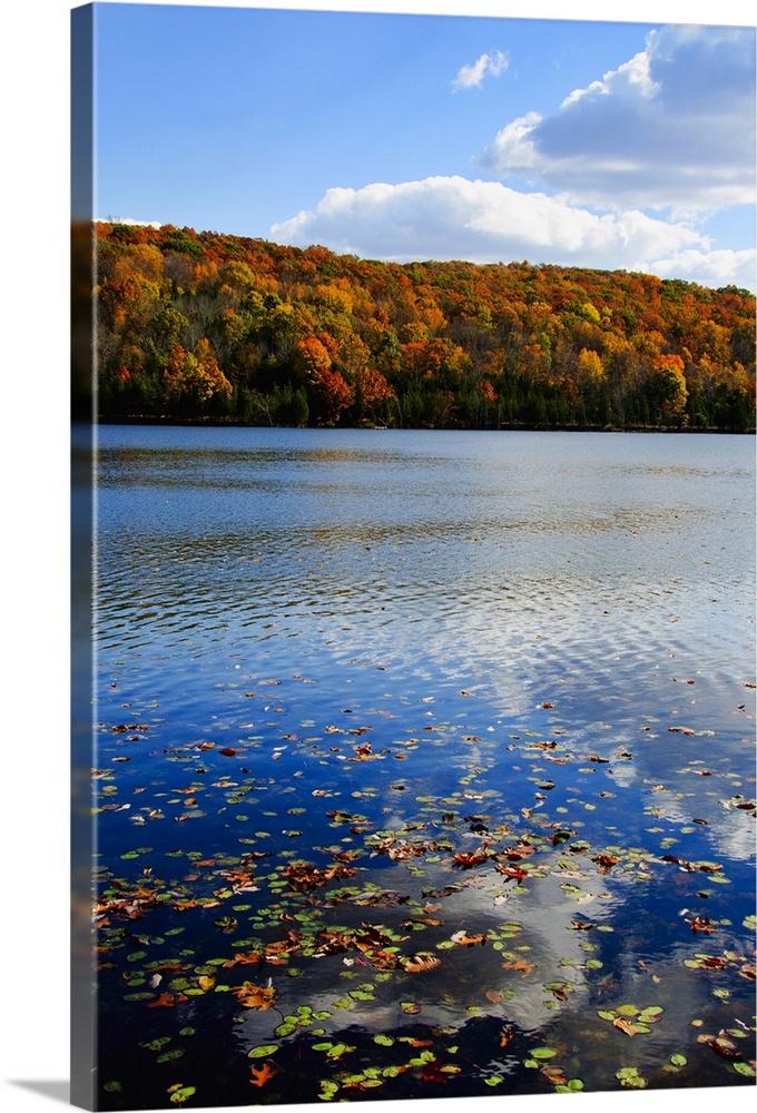 USA, New Jersey, Sparta, Kittatinny State Park, Fallen leaves floating on water