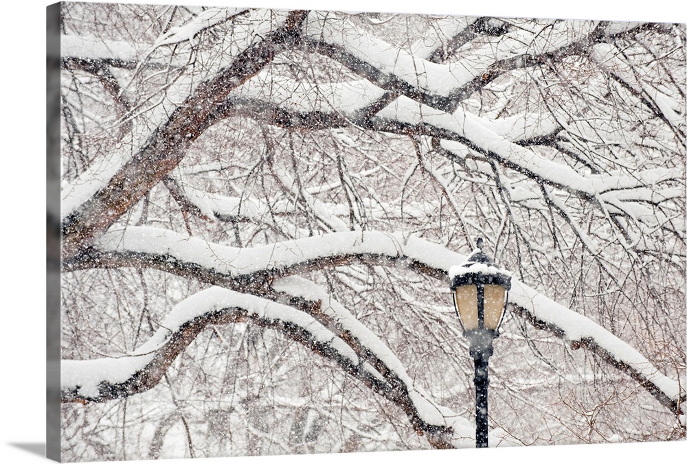 USA, New York, New York City, Snow covered tree branches and lamp post