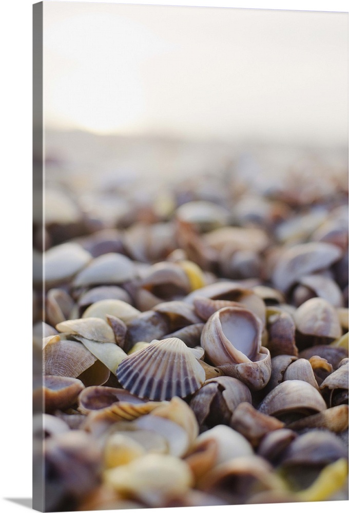 USA, New York State, East Hampton, Shells on beach