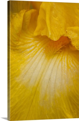 USA, Oregon, Close-up of yellow iris