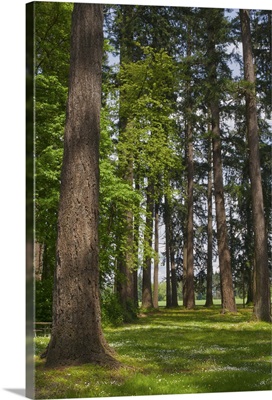 USA, Oregon, Fir trees forest