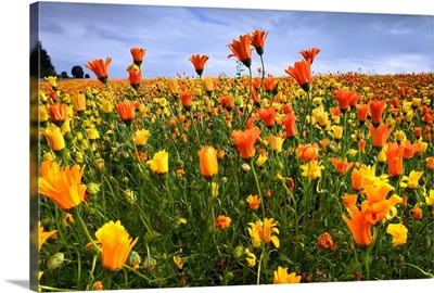 USA, Oregon, Marion County, Field of yellow and orange flowers