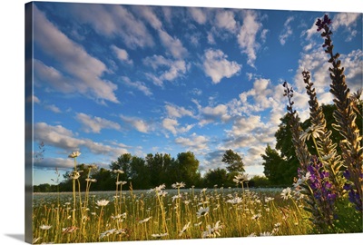 USA, Oregon, Marion County, Meadow with wildflowers at sunset