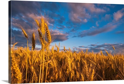 USA, Oregon, Marion County, Wheat field