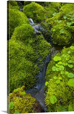 USA, Oregon, Mount Jefferson Wilderness, Trickle with mossy rocks