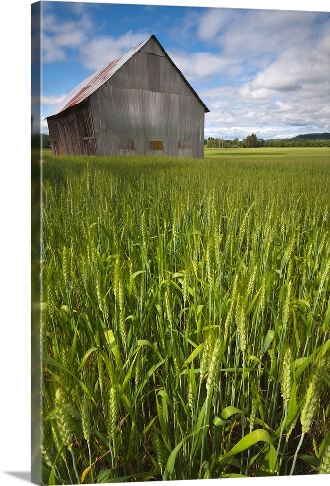 USA, Oregon, View through wheat field on wooden barn