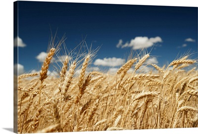 USA, Oregon, Wasco, Wheat ears in bright sunshine under blue sky