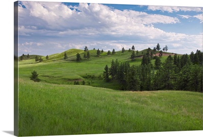 USA, South Dakota, Meadow in Custer State Park