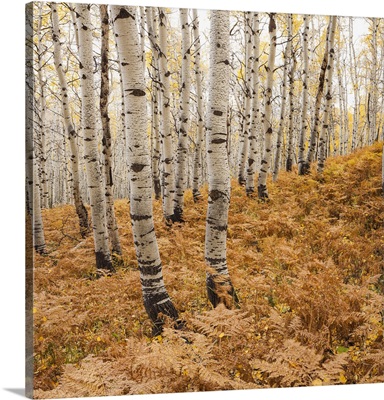 USA, Utah, Aspen forest in autumn