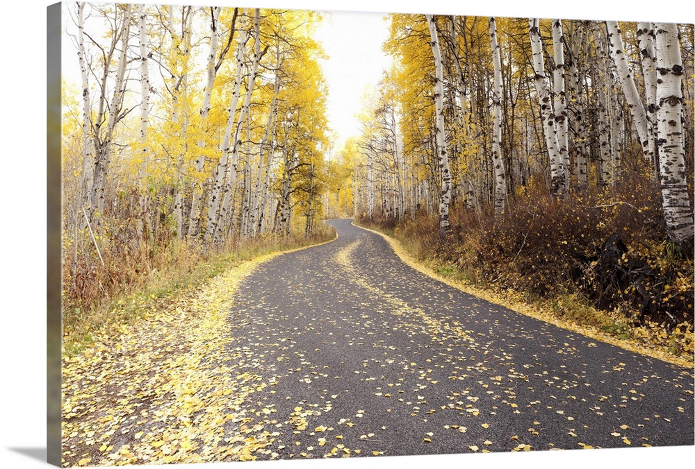 USA, Utah, Road through forest in autumn