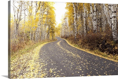 USA, Utah, Road through forest in autumn
