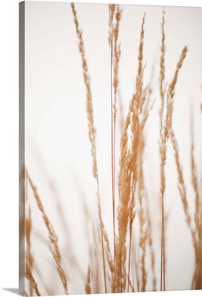 USA, Utah, Salt Lake City, Close-up view of grass straws
