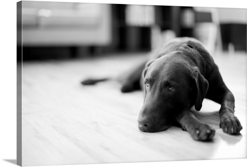 USA, Utah, Salt Lake City, Dog lying in living room