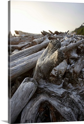 USA, Washington, Olympic National Park, driftwood on Kalaloch Beach