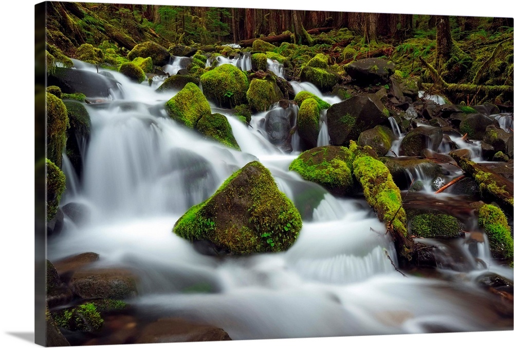 USA, Washington, Olympic National Park, Forest creek