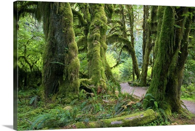 USA, Washington, Olympic National Park, Hoh Rain Forest