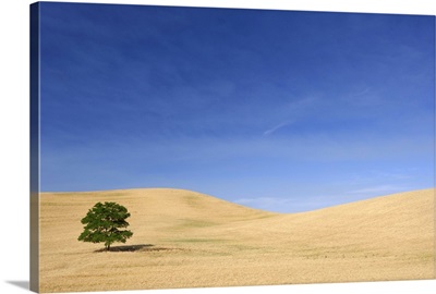 USA, Washington, Palouse, Tree standing in wheat field
