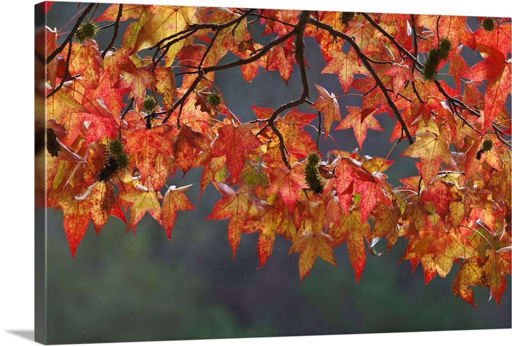 USA, Washington State, Kitsap County, Seabeck, Guillemot Cove Nature Reserve, Sweet gum leaves glowing in sun