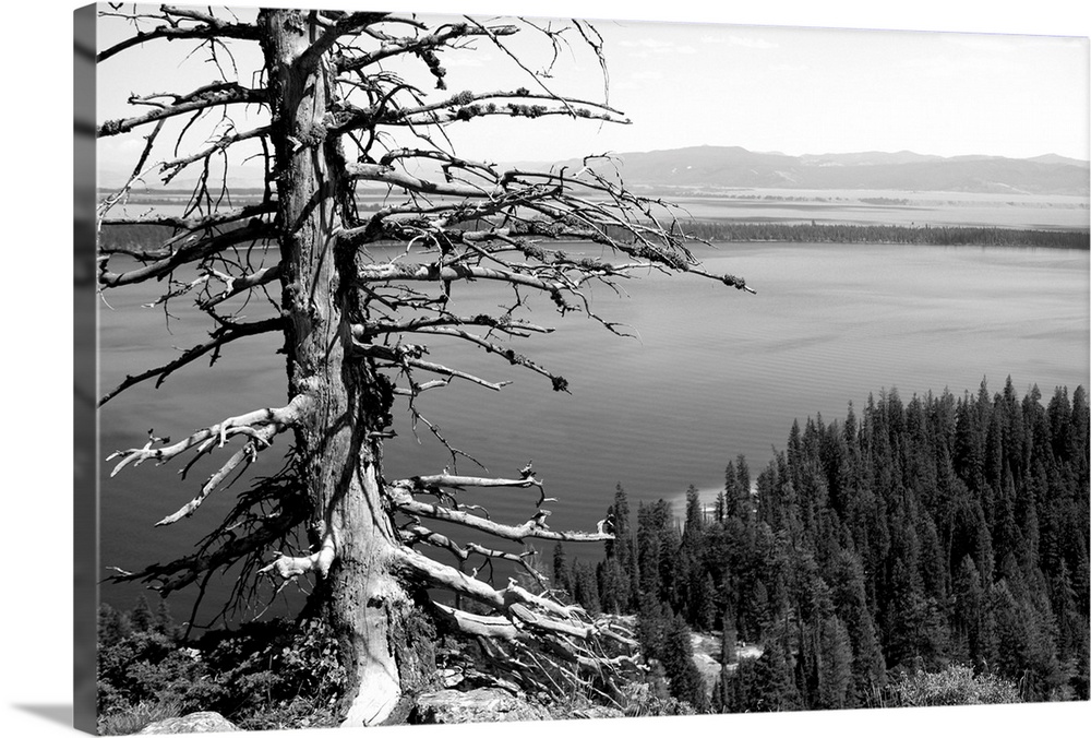 USA, Wyoming, Grand Teton NP, Jenny Lake, dead tree (B&W)