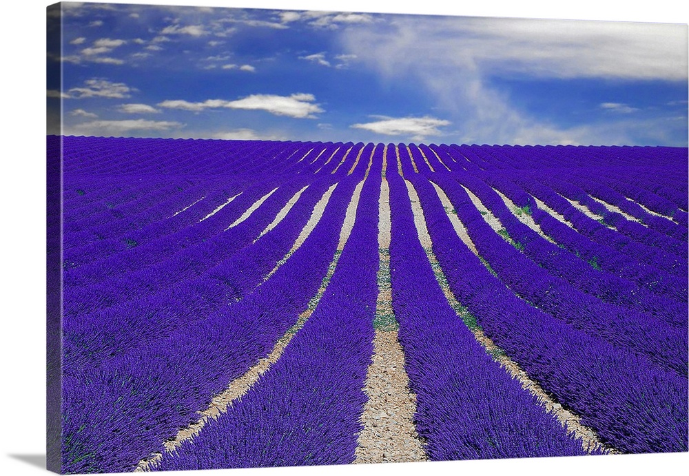 Vanishing lane of lavender