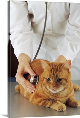 Vet examining cat with stethoscope