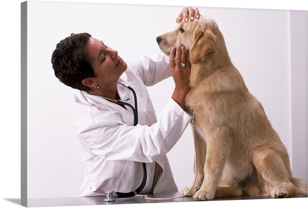 Veterinarian examining Golden Retriever puppy
