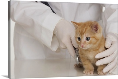 Veterinarian hands examining kitten