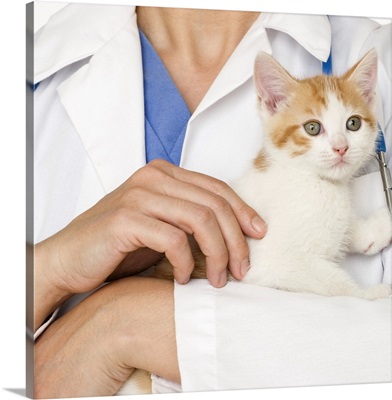 Veterinarian holding kitten