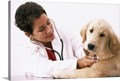 Veterinarian with stethoscope examining Golden Retriever puppy