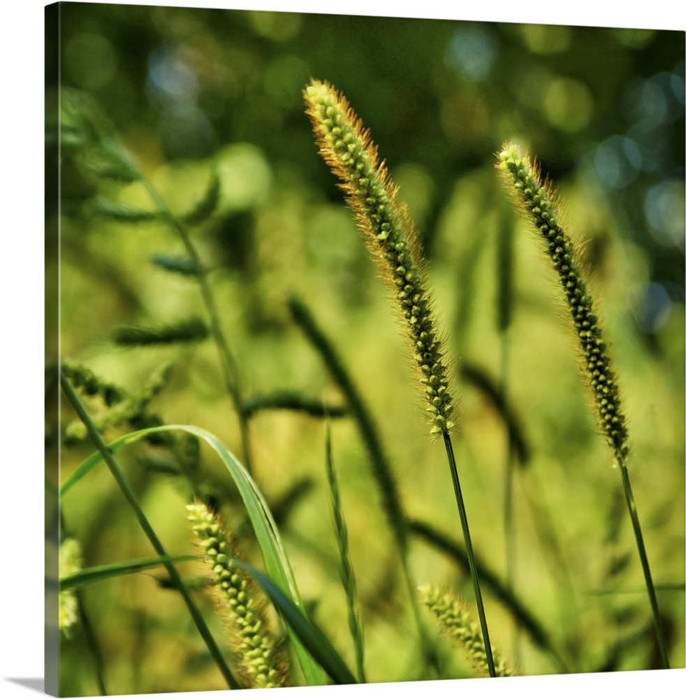 Colorful and vibrant wild grass seed stalks in pasture in France.