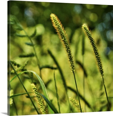 Vibrant wild grass stalks