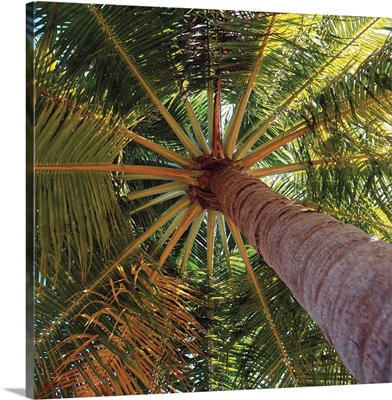 View From Underneath A Palm Tree