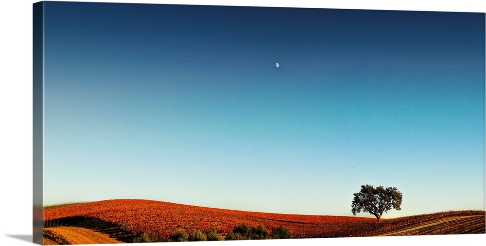 I photographed this same vineyard and tree about a year ago, just off Highway 156 and Lost Hills, at a similar time of day.