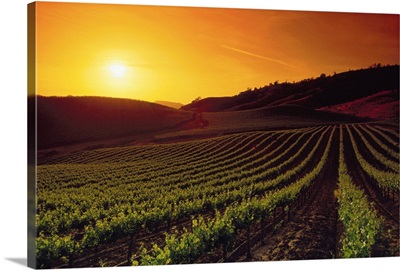 Vineyards At Sunset