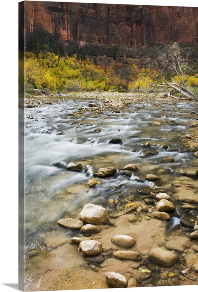 Autumn along the Virgin River, Zion National Park Utah USA