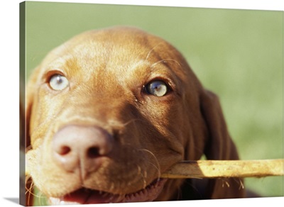Vizsla puppy in park  with stick in mouth, close-up