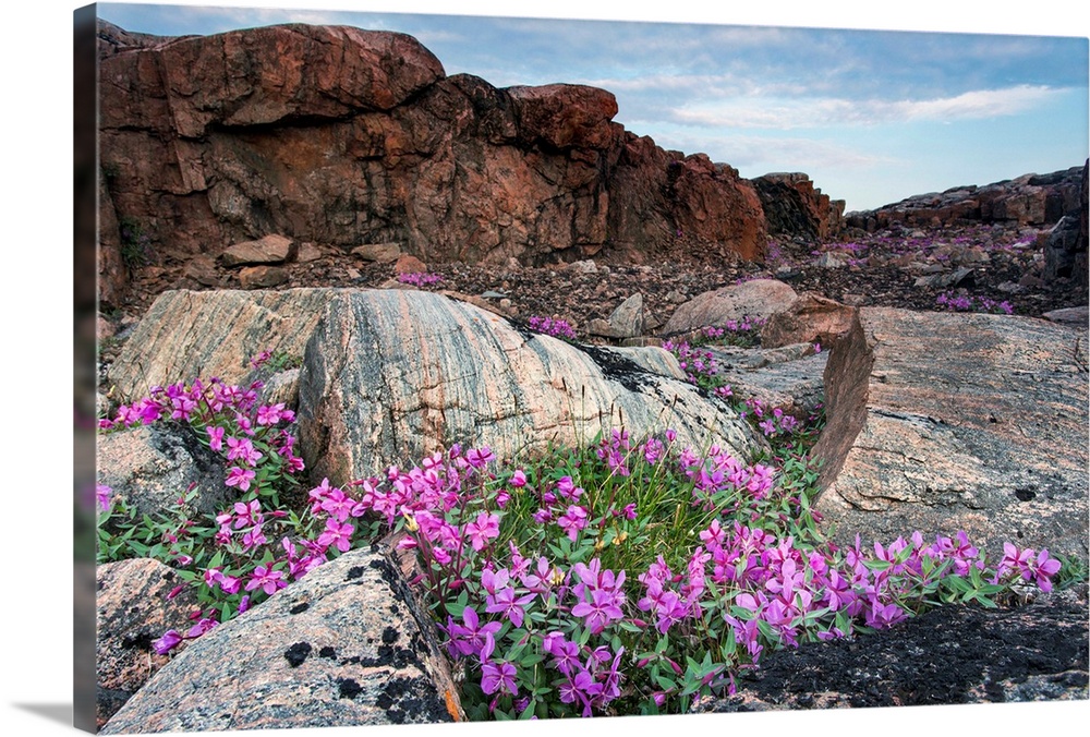 Canada, Nunavut Territory, Ukkusiksalik National Park, Dward Fireweed (Chamerion latifolium) amid rocky arctic landscape a...
