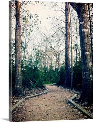 Walking trail in the woods