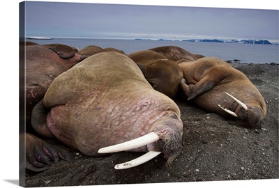 Walrus Herd Lying On Beach