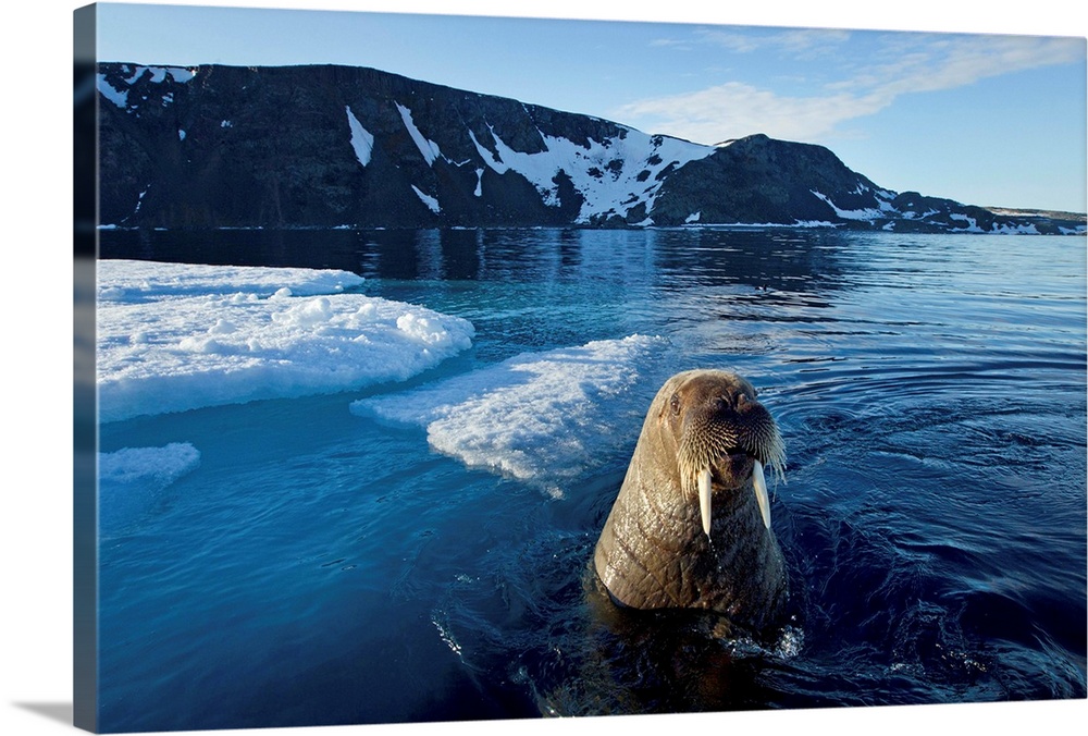 Norway, Svalbard, Walrus (Odobenus rosmarus) emerges beside ice floe in Zeipelbukta (Zeipel Bay) lit by midnight sun