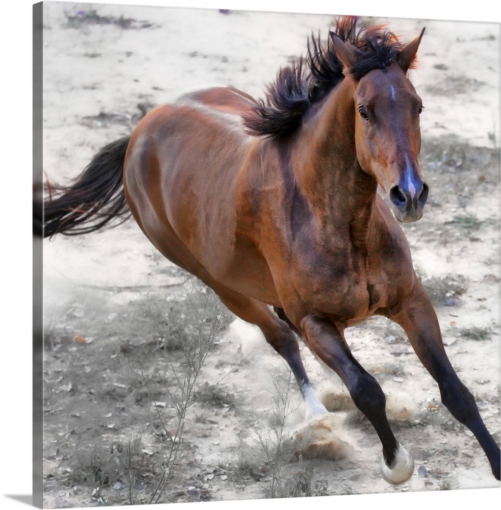 Warmblood horse galloping. Solid-Faced Canvas Print