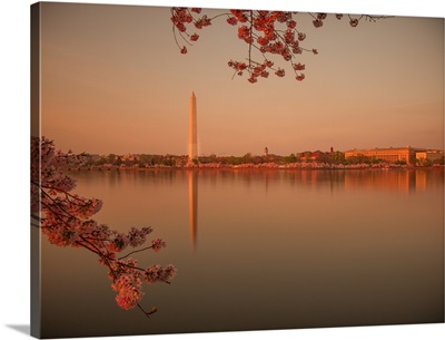 Washington Monument Sakura at sunset.
