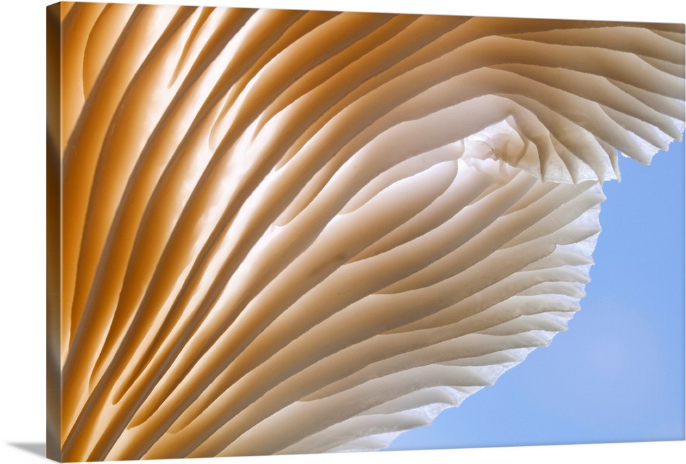 USA, Washington, Oyster Mushroom - detail of gills