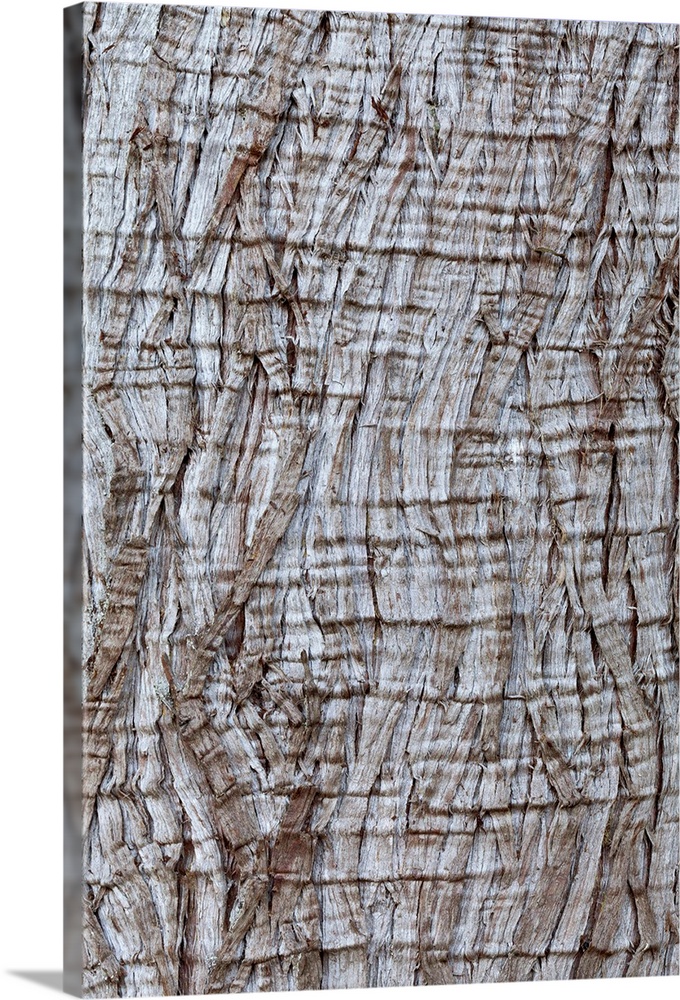 USA, Washington State, Western red cedar Thuja plicata bark