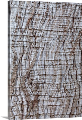 Washington State, Western red cedar Thuja plicata bark