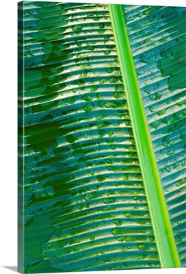 Water drops on banana leaf, close-up