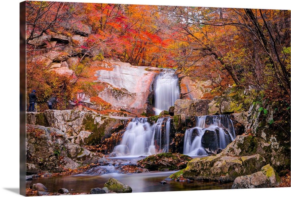 Autumn falls with autumn leaves.Maple leaves.