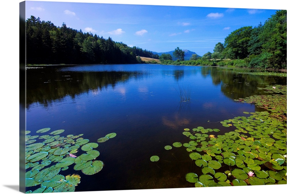 Water Lilies Growing Near Shore